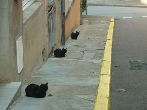 libraire les chats noirs à cuisery